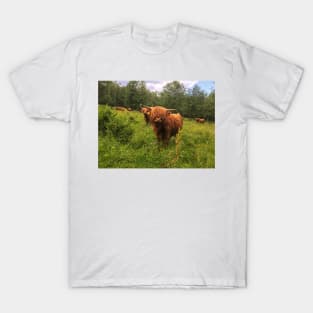 Scottish Highland Cattle Calf 2031 T-Shirt